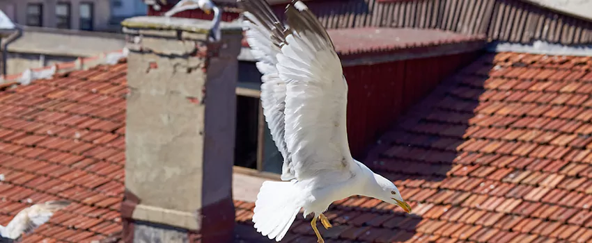 Residential Chimney Animal Removal Solution in Kenmore, NY