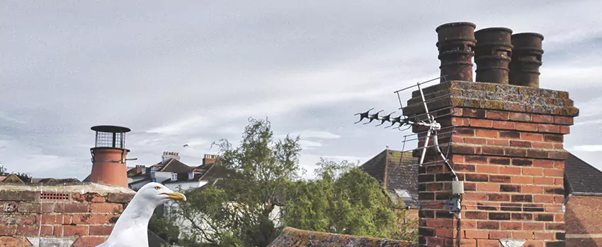 Chimney Cleaning And Restoration in Kenmore, New York